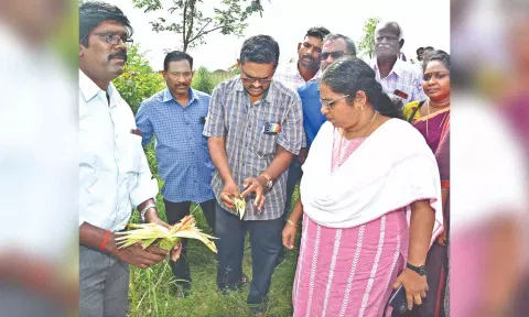 Ariyalur Collector J Annie Mary Swarna oversee sprinkling of pesticides on maize, Saturday