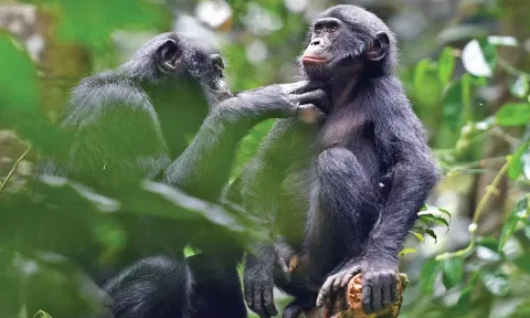 baboons