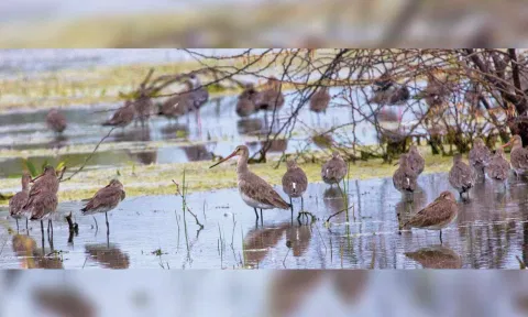 Migratory birds at Kiliyur tank in Tiruchy