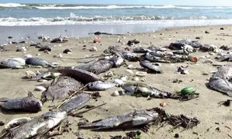 &nbsp;Thousands of dead fish