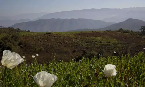 Flourishing poppy fields in Myanmar (Photo: AP)