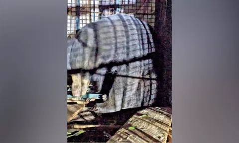 Trapped sloth bear
