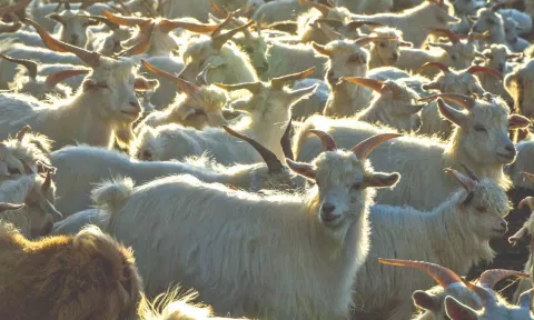 Ecological footprint: This holiday, consider the true cost of cheap cashmere