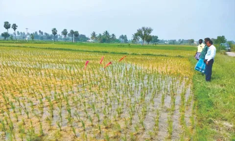 Agricultural land