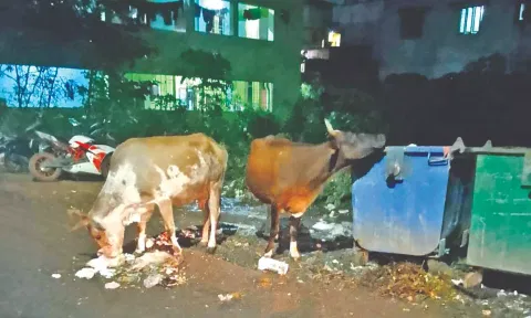 Stray cattle eating out of garbage bins in the area.