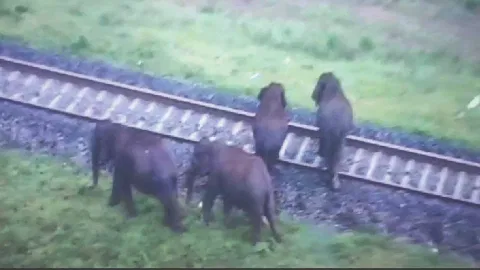 AI-enabled cameras capture elephants on track during day