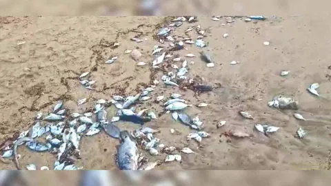 Hundreds of dead fish have washed ashore near Periyakuppam and Chinnakuppam where the plant is located