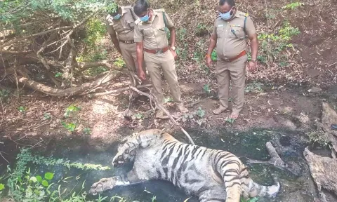 File photo of a tiger carcass