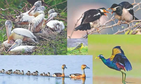 Wiping out wetlands ends eco-system