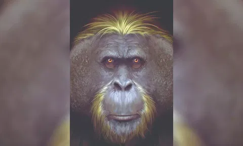 The biggest ape that ever lived was not too big to fail
