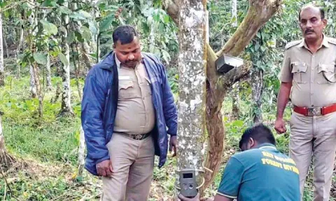 Forest department staff fix cameras to monitor the leopard