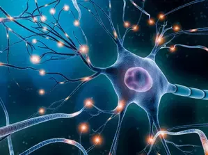 Study discovers neurons that can predict human speech before you say a word
