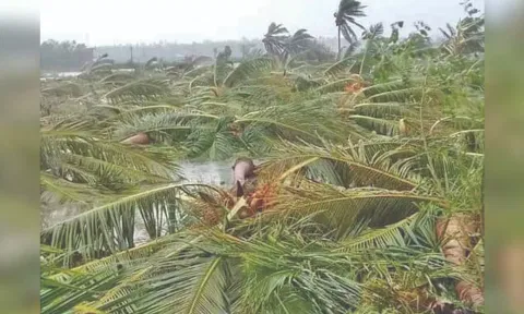 A coconut farm destroyed in a cyclone