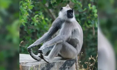 It is learnt that the special teams have used tranquilizer to catch the female langur that came to drink water in Otteri Extension residential area.

