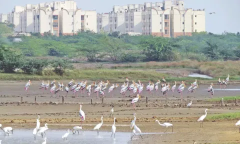 Thousands of birds sighted in the wetlands against the backdrop of high-rise residential complexes that have been mushrooming along the ECR area over the last 10 years (Photo: Justin George)
