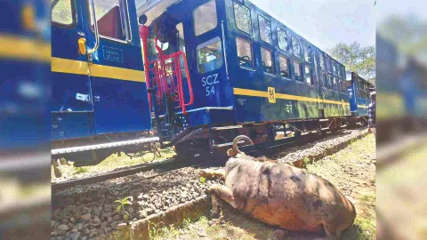 Nilgiri Mountain Railway (NMR) train derails after hitting a buffalo
