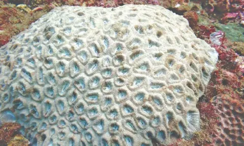 Gulf of Mannar coral&nbsp;