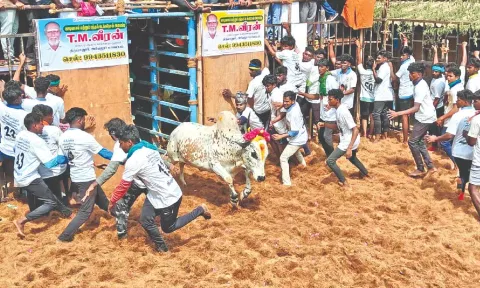Bulls and tamers in action at the Tirumanur jallikattu event&nbsp;