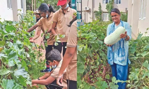 Students harvesting red Malabar spinach &amp; Maya Ganesh