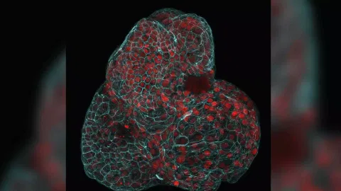 The microscope image provided by the researchers (AP)