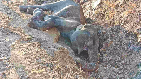 Exhausted elephant which fell into a pit