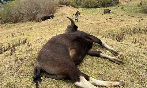 The Indian gaurs found dead in Doddabetta.&nbsp;