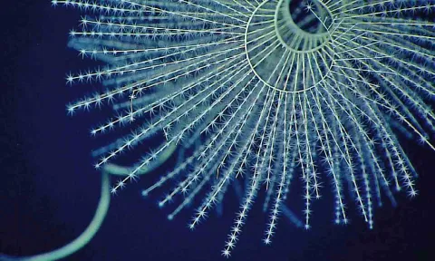In coral fossils, searching for glow of bioluminescence