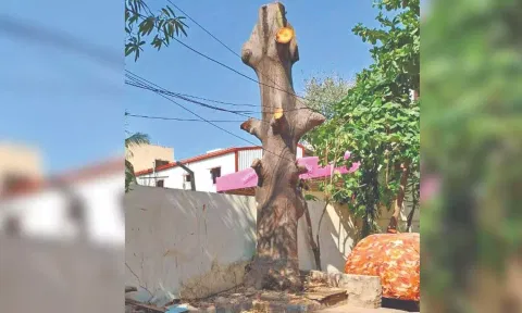 Just the stump remaining of the tree