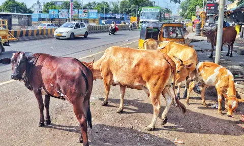 Stray Cattle