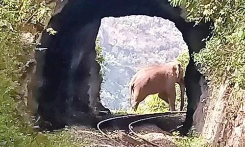 A wild elephant crossing the NMR tracks in The Nilgiris (File photo)