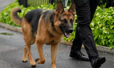 Dog
