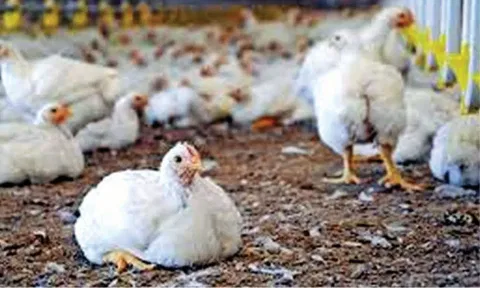 Broiler Chicken