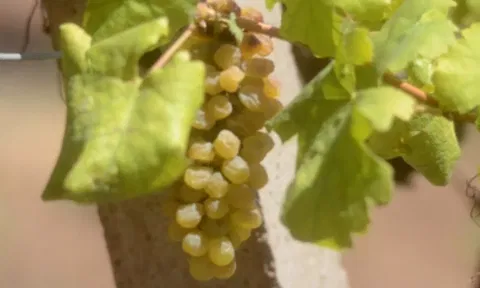 grape (IANS)
