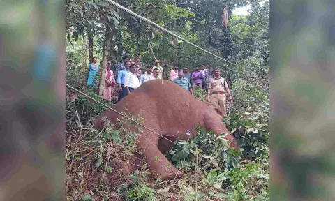 &nbsp;Forest department staff examined the carcass of the wild tusker&nbsp;