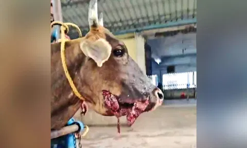Durga’s jaw before surgery