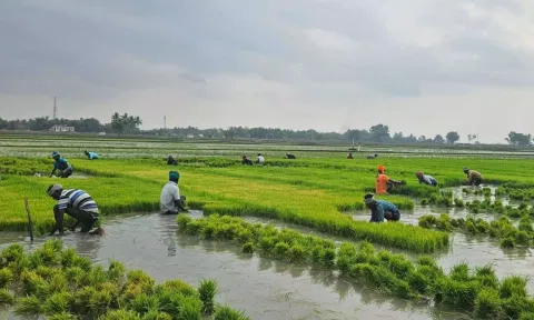 Kuruvai cultivation going on in full swing in Thanjavur