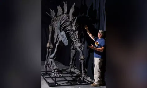 Fossile Fuelled: Apex, the Largest Stegosaurus Fossil Ever Found, Heads to Auction