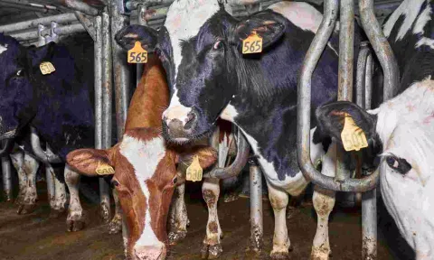 Why the New Human Case of Bird Flu Is So Alarming
