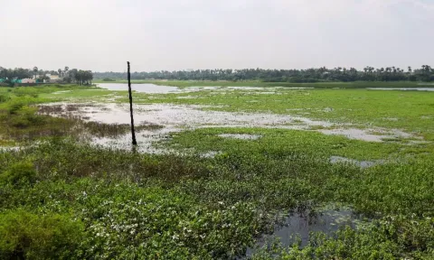 Mangroves in Ennore
