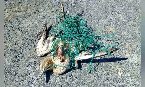 Carcass of a bird entangled in an abandoned fishing net