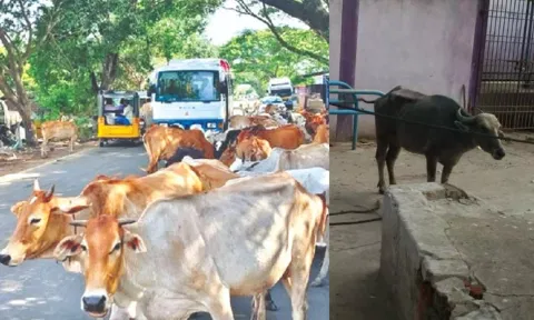 L-R: Stray cattle on the road; the buffalo (in pic) that ran amok in Tiruvottiyur and dragged a woman for several metres was impounded in a GCC shelter in Perambur.&nbsp;