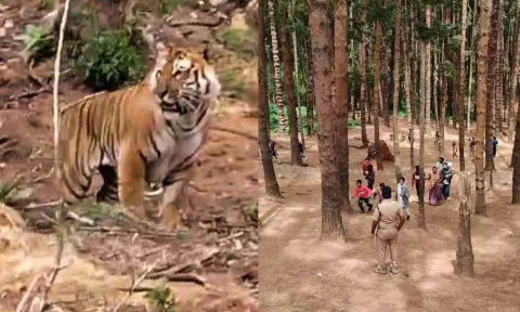 Tiger spotted in Pine Forest area in Ooty
