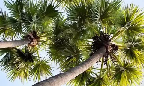 Palm tree