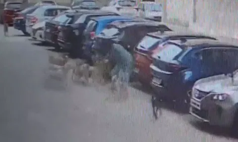Screengrab of the dogs attacking the woman