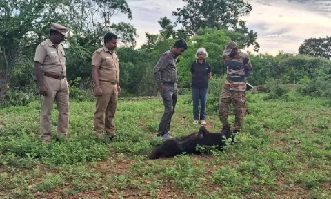 &nbsp;Forest department officials examine the carcass of the sloth bear&nbsp;&nbsp;