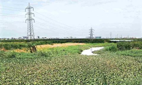 &nbsp;Pallikaranai Marsh
