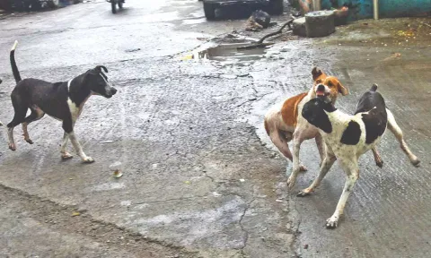 File photo of stray dogs fighting in the city
