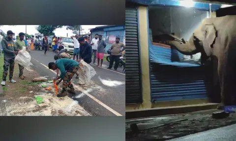 Rice and food items spilled over on the road, A makhna elephant consuming food items from the shop&nbsp;