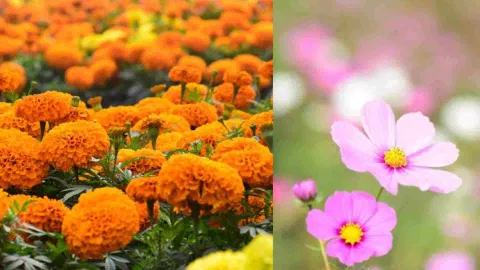 &nbsp;Rainy-season flowers (Photo/ANI)