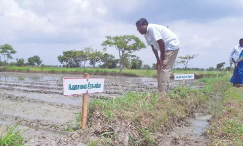 Traditional paddy cultivation at a farm in the Delta region